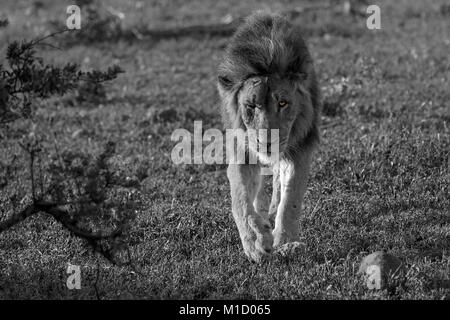 Lion adultes portant des cicatrices sur le visage criminel vers la caméra en noir et blanc avec les yeux en couleur. Banque D'Images