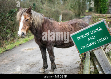 Une nouvelle couleur chestnut Forest Pony (Equus caballus) avec manteau d'hiver,humide et boueux dans le parc national New Forest dans le Hampshire, England, UK Banque D'Images