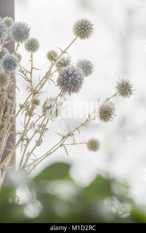 Chardon recouvert de givre (échinops) plantes en hiver, fleurs gelées avec givre sur un fond naturel lumineux Banque D'Images