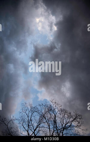 Treetop silhouetted against a cloudy sky Banque D'Images