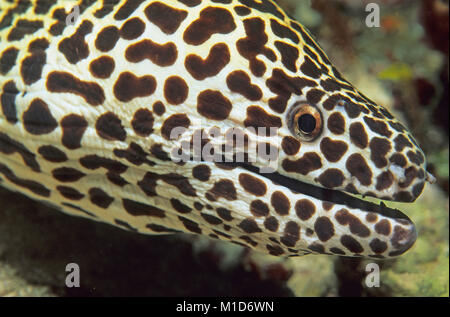 Oneycomb Gymnothorax favagineus (moray), portrait, îles Maldives, océan Indien, Asie Banque D'Images