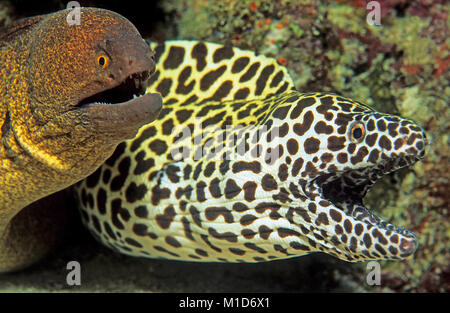 Communauté vivante, Giant moray (Gymnothorax javanicus) et Honeycomb Gymnothorax favagineus (moray), îles Maldives, océan Indien, Asie Banque D'Images