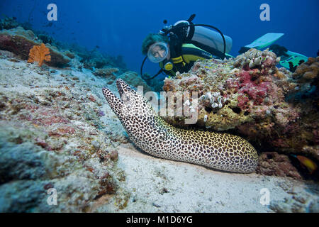 Scuba Diver découvre un nid d'Gymnothorax favagineus (moray), îles Maldives, océan Indien, Asie Banque D'Images