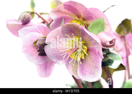 En pointillé rose fleur hellebore sur fond blanc. Banque D'Images