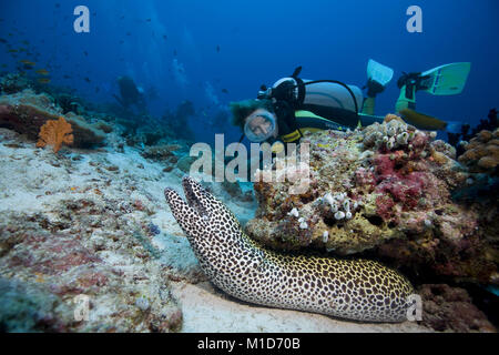 Scuba Diver découvre un nid d'Gymnothorax favagineus (moray), îles Maldives, océan Indien, Asie Banque D'Images