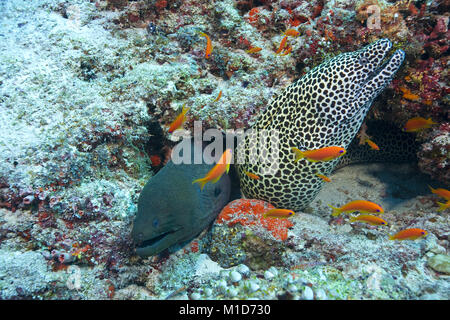 Communauté vivante, Giant moray (Gymnothorax javanicus) et Honeycomb Gymnothorax favagineus (moray), îles Maldives, océan Indien, Asie Banque D'Images