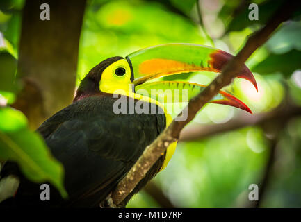 Close up of colorful keel-billed toucan oiseau Banque D'Images