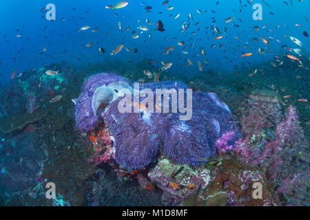 Au cours de l'alimentation des poissons sur le récif recouvert de tapis d'anémones. Richelieu Rock, la mer d'Andaman, en Thaïlande. Banque D'Images