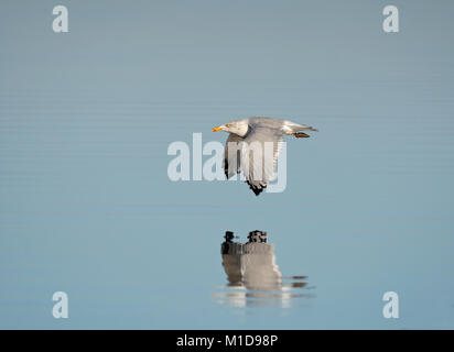 Goéland argenté (Larus argentatus, en vol au dessus de l'estuaire de Wyre, La Baie de Morecambe, Lancashire, UK Banque D'Images