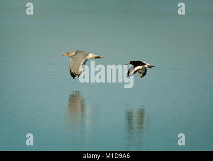 Goéland argenté (Larus argentatus, avec, de l'huîtrier Haematopus ostralegus, en vol au dessus de l'estuaire de Wyre, La Baie de Morecambe, Lancashire, UK Banque D'Images