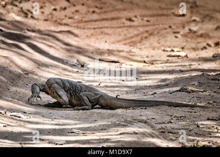 Indien commun Moniteur, Bengale, varan Varanus bengalensis, Bandhavgarh National Park, Madhya Pradesh, Inde Banque D'Images