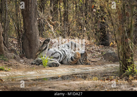 Wild, mâle adulte tigre du Bengale, Panthera tigris tigris, dormir, se détendre sur son dos, montrant le ventre et le scrotum, Bandhavgarh National Park, Inde Banque D'Images