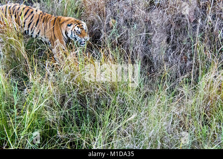 Wild tigre du Bengale, Panthera tigris tigris, snarling, attaquant dans Bandhavgarh Tiger Reserve, Madhya Pradesh, Inde Banque D'Images