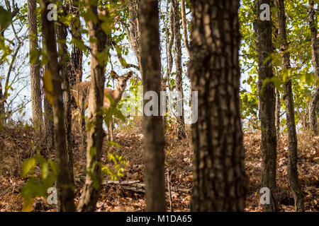 Cerfs Sambar timide, Rusa unicolor, oeil de derrière les arbres Sal dans la forêt de Bandhavgarh National Park, Tala, Madhya Pradesh, Inde Banque D'Images