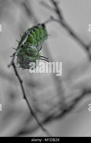 Close up of green caterpillar sur une fine branche avec fond gris et profondeur de champ Banque D'Images