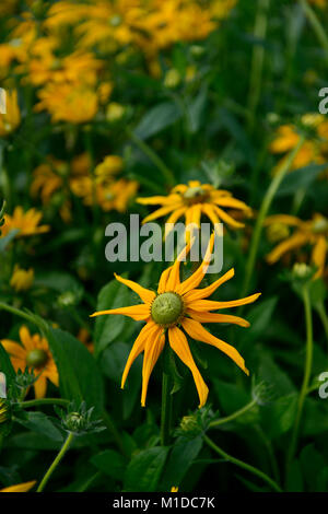 Rudbeckia hirta Irish Eyes,vert,orange rudbeckias,fleurs,fleurs,fleurs,Black Eyed Susan,RM,vivaces Floral Banque D'Images