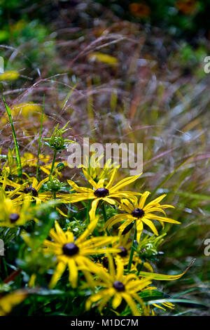 Rudbeckia fulgida var sullivantii Goldsturm,Black Eyed Susan,yellow coneflower,herbes,herbe vivace,Fleurs,RM Banque D'Images