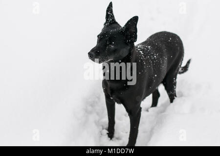 Chien noir dans la neige avec des flocons de neige sur le corps Banque D'Images