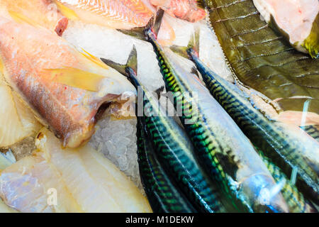 L'alimentation saine nutrition. Divers poissons dans au célèbre marché de poissons (Fisketorget) à Bergen, Norvège Banque D'Images