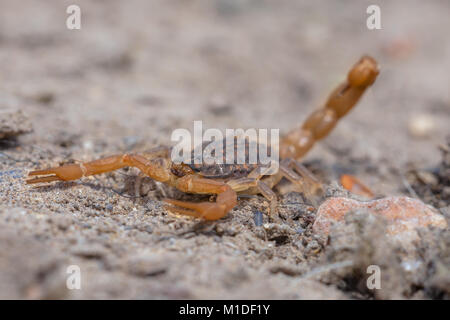 Scorpion jaune commun européen (Buthus occitanus) en mode défensif contre les prédateurs Banque D'Images