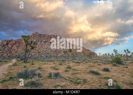 Paysage désertique capturé juste avant le coucher du soleil. Joshua Tree National Park, Californie, USA. Banque D'Images