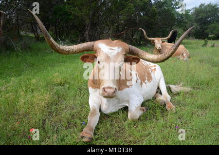 Deux vaches texan longhorn texas se situent dans un champ couvert de fleurs sauvages Banque D'Images