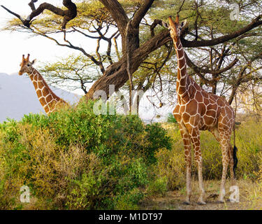 Les Girafes réticulée à Samburu ou Buffalo Springs National Réserver Banque D'Images