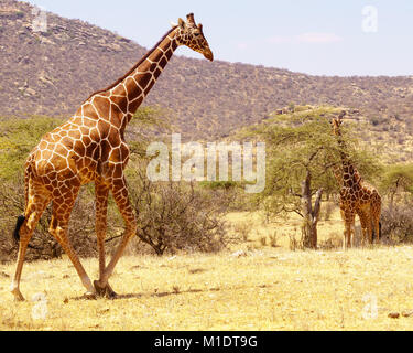 Les Girafes réticulée à Samburu ou Buffalo Springs National Réserver Banque D'Images