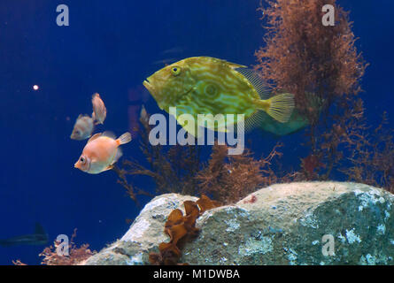 Poissons, Aquarium Finisterrae, La Corogne, une région de Galice, Espagne, Europe Banque D'Images