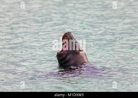 Lion de mer, la natation avec bouche ouverte Banque D'Images