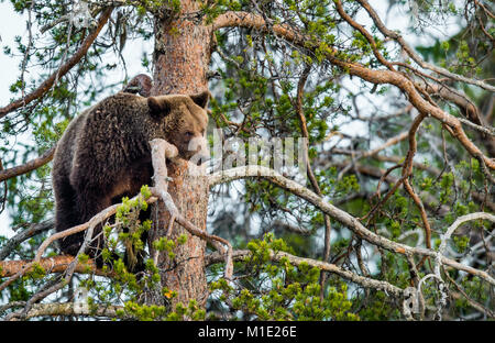 Elle-bear ayant obtenu, danger parfumée sur un pin. Ours brun (Ursus arctos). Forêt de printemps. Banque D'Images