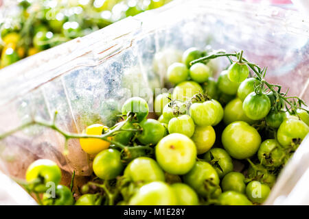 Gros plan macro de nombreuses petites tomates vertes non mûres sur vigne de jardin en plastique Banque D'Images