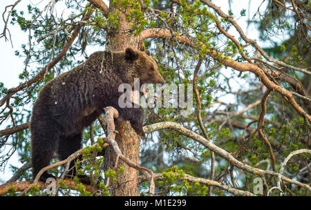 Elle-bear ayant obtenu, danger parfumée sur un pin. Ours brun (Ursus arctos). Forêt de printemps. Banque D'Images