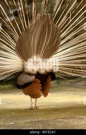 Le Yorkshire, UK 14 août 2007, Peacock, Ged Noonan /Alamy Images en inventaire Banque D'Images