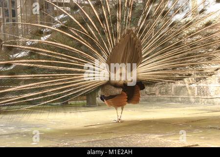 Le Yorkshire, UK 14 août 2007, Peacock, Ged Noonan /Alamy Images en inventaire Banque D'Images