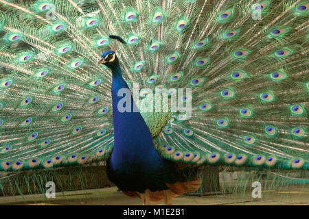 Le Yorkshire, UK 14 août 2007, Peacock, Ged Noonan /Alamy Images en inventaire Banque D'Images