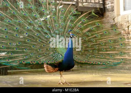 Le Yorkshire, UK 14 août 2007, Peacock, Ged Noonan /Alamy Images en inventaire Banque D'Images