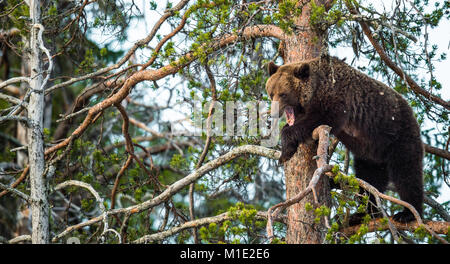 Elle-bear ayant obtenu, danger parfumée sur un pin. Ours brun (Ursus arctos). Forêt de printemps. Banque D'Images