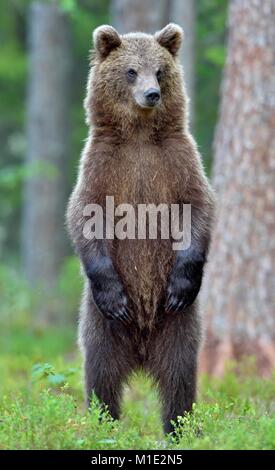 L'ourson debout sur entraver les jambes. ( Ursus arctos Ours brun) Banque D'Images