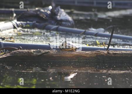 Tortue sur les rives d'un canal Banque D'Images