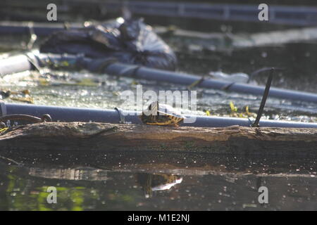 Tortue sur les rives d'un canal Banque D'Images