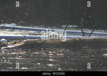 Tortue sur les rives d'un canal Banque D'Images