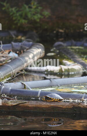 Tortue sur les rives d'un canal Banque D'Images