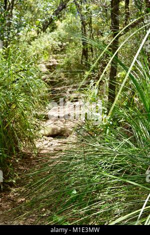 Un chemin en pierre cachée dans la brousse, Paluma, Queensland, Australie Banque D'Images