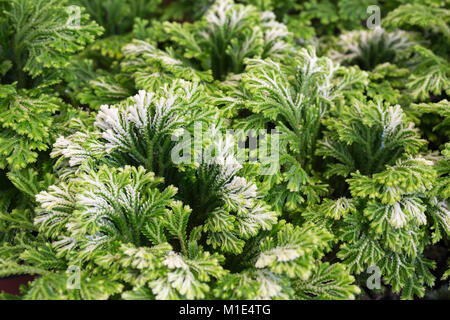 Selaginella martensii Banque D'Images