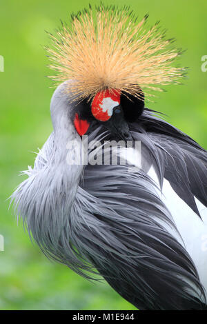 Seul oiseau grue couronnée grise dans le jardin zoologique Banque D'Images