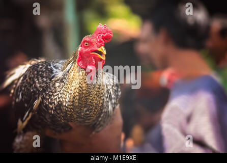 Rooster a tenu dans une main par sa propriétaire prêts pour les combats dans les coqs illégaux qui ont lieu sur l'île indonésienne de Bali, l'Asie Banque D'Images