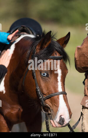 Magnifique portrait d'un cheval brun dans le ranch Banque D'Images