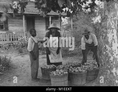 Famille de fermiers afro-américains avec des contenants remplis de tomates debout devant ferme, fort beau, Caroline du Sud, USA, 1940. À partir de la Bibliothèque publique de New York. () Banque D'Images