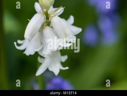 Un plan macro sur certaines fleurs blanc bluebell espagnol. Banque D'Images